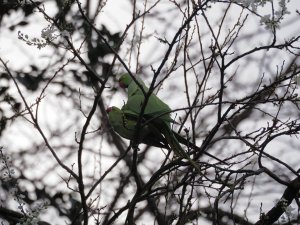 Parrots making love