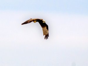 Marsh harrier