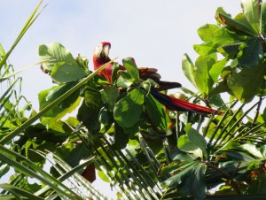 Scarlet macaw