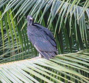 Black vulture