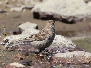 Adult Hodgson's Rosy finch