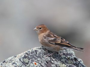 Juvenile Hodgson's Rosy finch