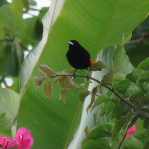 Cherrie's tanager