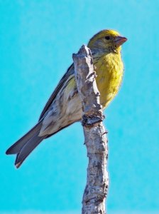 Atlantic canary