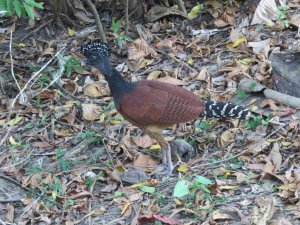 Great curassow