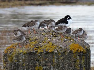 waders