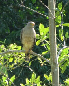 Roadside hawk