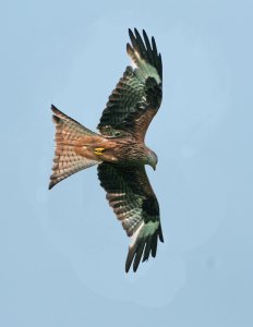 Red kite