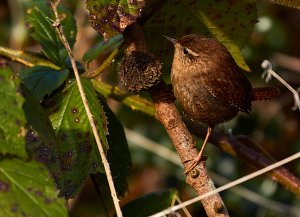 Wren