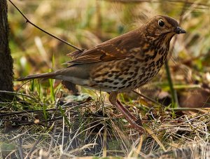 Song Thrush