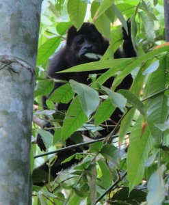 Mantled Howler Monkey