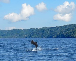 Bottlenose Dolphin jumping