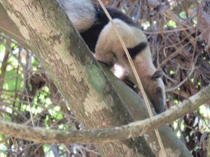 Lesser Anteater