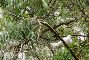 Fairy terns on the slopes of a mountain