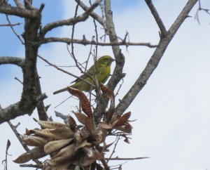 Yellow canary on Ascension Island