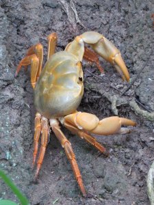 Land crab from Ascension Island