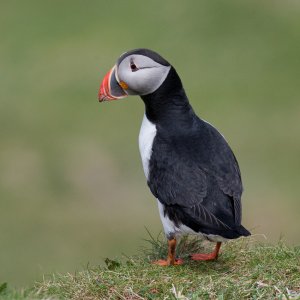 Puffin