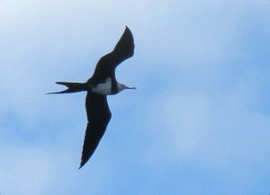 Ascension frigatebird