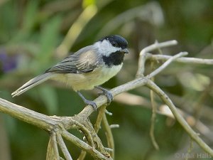 Carolina Chickadee