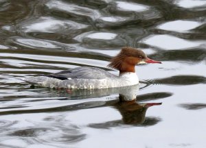 goosander