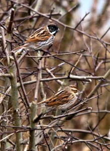 Reed buntings