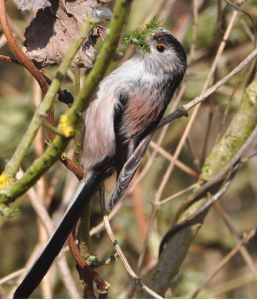 Long-tailed Tit