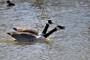 Canada Geese