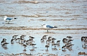 Common gull, Dunlin & Sanderling