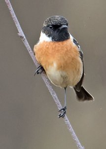 Stonechat