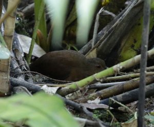 Uniform Crake