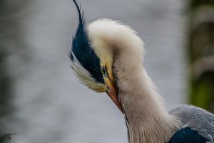 Grey Heron