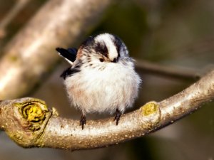 Long tailed fluffy