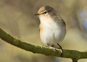 Chiffchaff