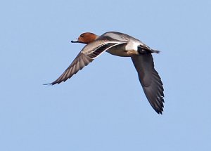 Wigeon