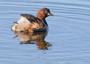 Little Grebe