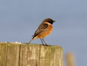 stonechat