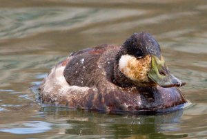 Ruddy duck