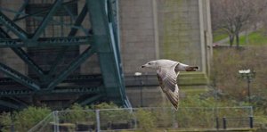 Juvenile (?)Herring Gull (Larus argentatus)