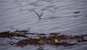 Kittiwake (Rissa tridactyla)