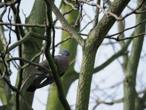 Just a pigeon