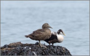 Eider Ducks