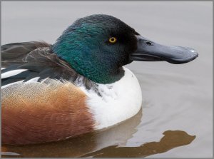 Shoveler (male)