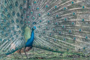 Indian Peafowl