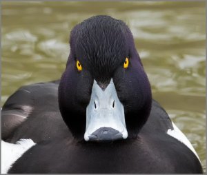 Tufted Duck