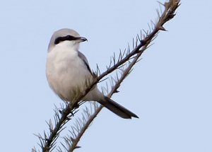 Great Grey Shrike