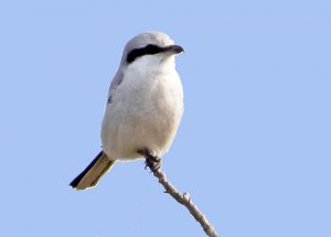 Great Grey Shrike