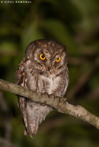 Oriental Scops Owl | Otus sunia