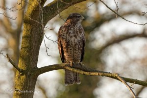 Buzzard