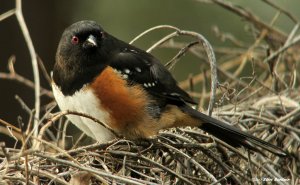 Spotted Towhee