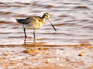 Bar tailed godwit